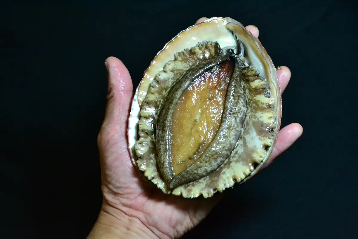 シーフードマイスター厳選　活き生き　大型アワビ　約1kg【H26-8】【配送不可地域：離島・北海道・沖縄県・東北・関東・信越、北陸・東海・九州】【1044329】 YWTAK007