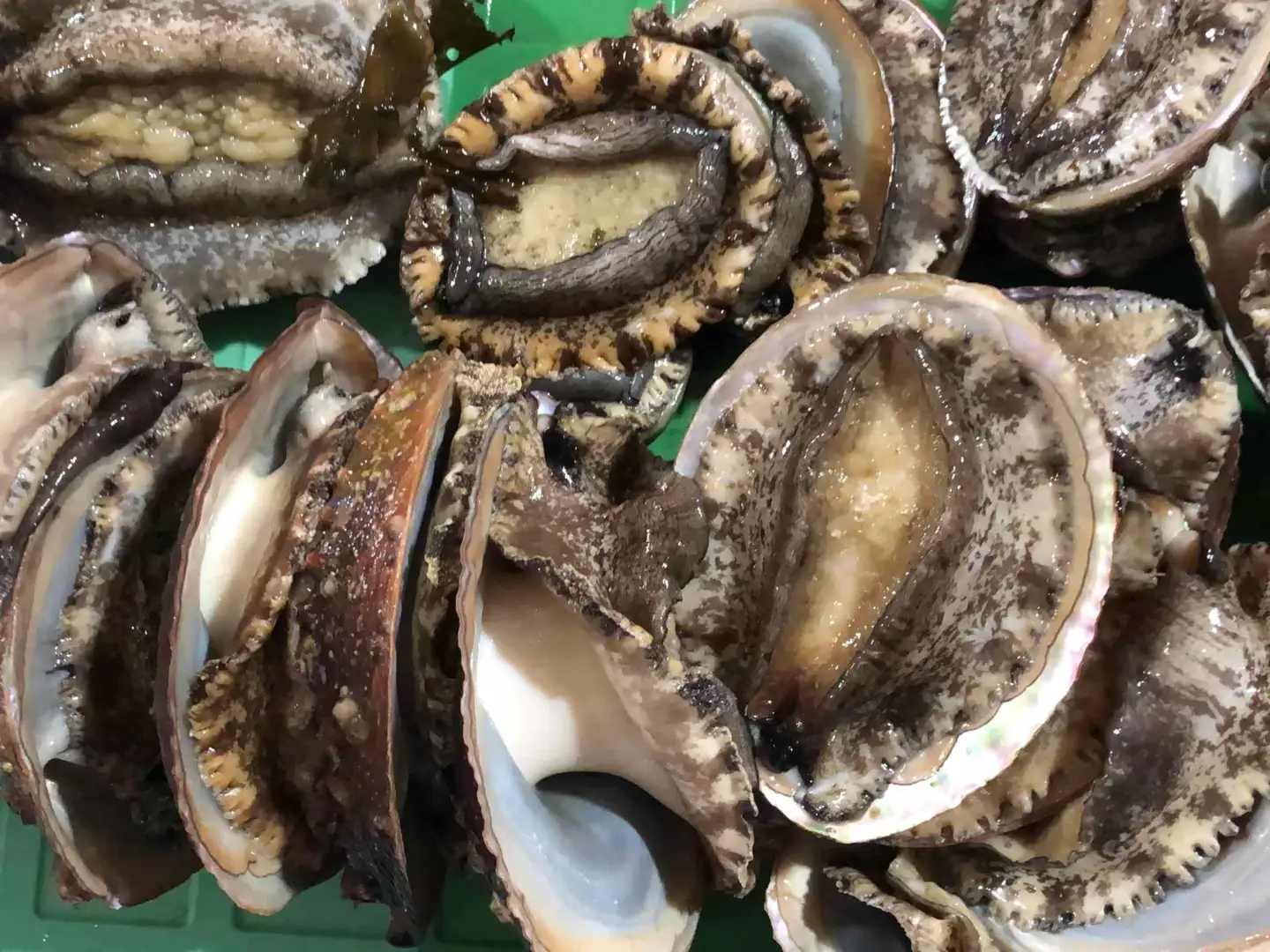 竹中水産の嗜好の大型アワビ(2kg前後)!【H22-230】【配送不可地域：離島・北海道・沖縄県】【1060854】 YWTM048