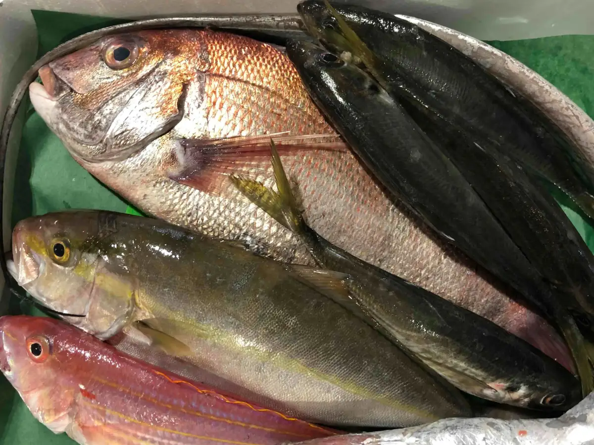 竹中水産の一押し「お手軽鮮魚」1キロ前後【C22-235】【配送不可地域：離島・北海道・沖縄県】【1073396】 YWTM053