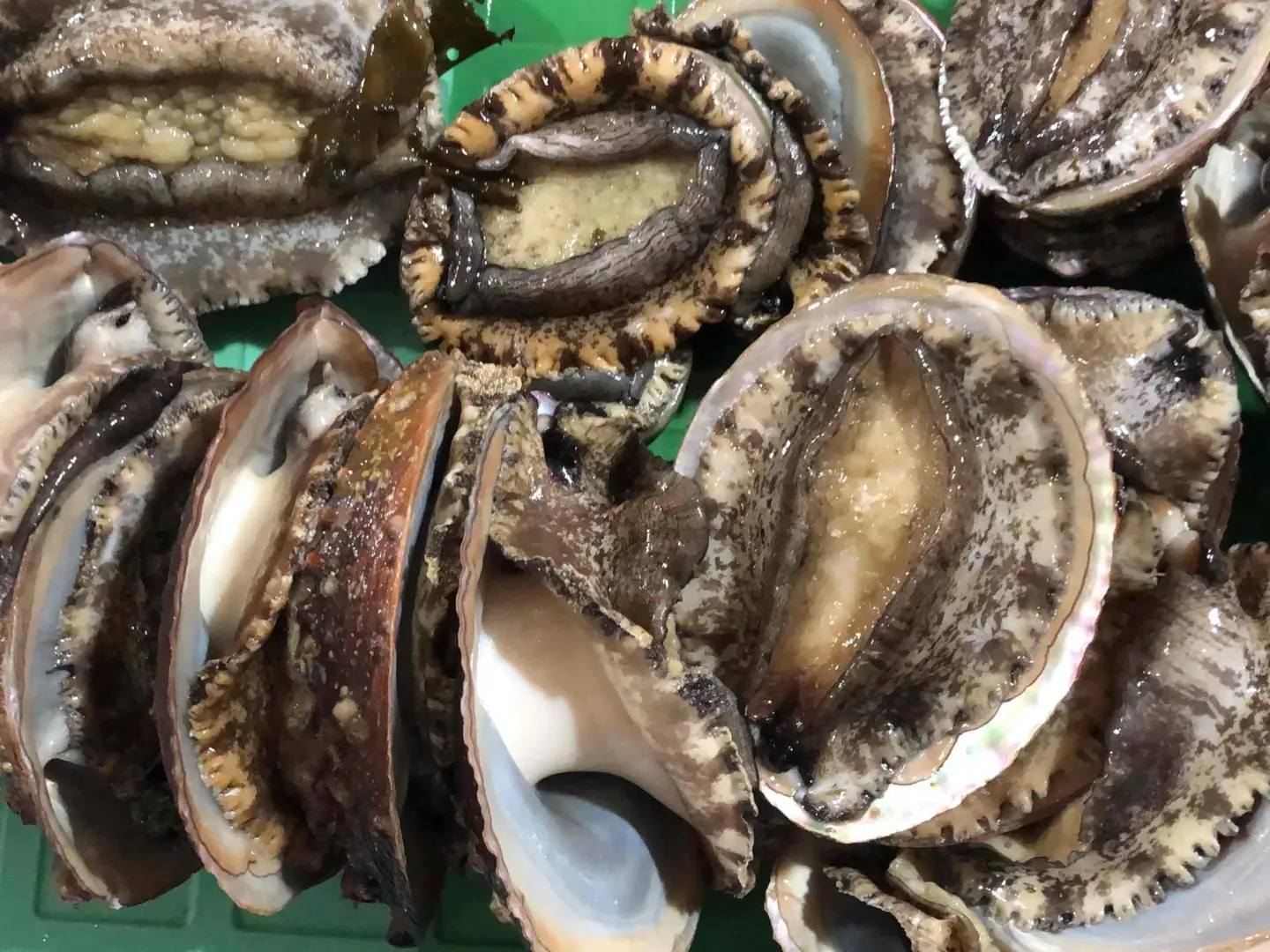 竹中水産の天然小アワビ、殻付きのままでバター焼き1.2kg前後(10～15個目安)【H22-248】【配送不可地域：離島・北海道・沖縄県】【1073905】 YWTM066