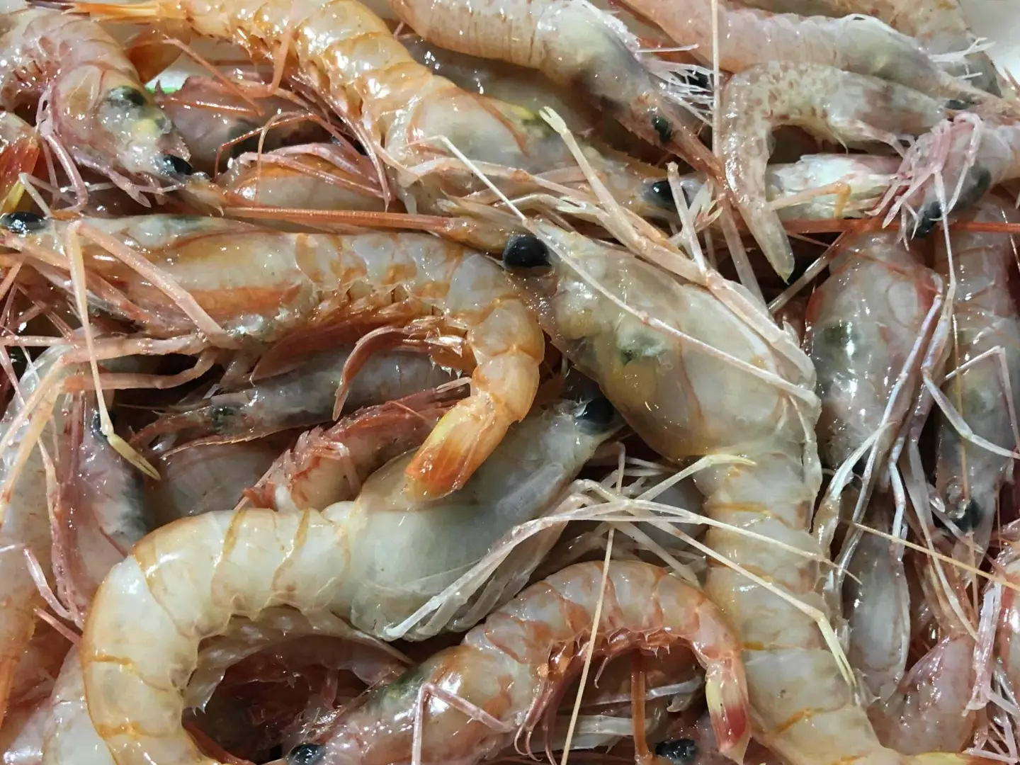 竹中水産の地海老(八幡浜産)約1キロ!【C22-269】【配送不可地域：離島】【1113599】 YWTM087