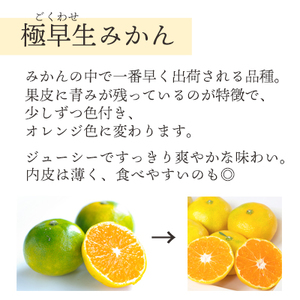 シーズン一番採り!極早生みかん 小玉6kg【訳あり】【C25-47】【1248092】 YWTAP030