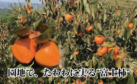 甘さにニッコリ日本最大級の柿「富士柿」約5キロ 【D39-15】【配送不可地域：離島・北海道・沖縄県】【1236930】 YWTF007