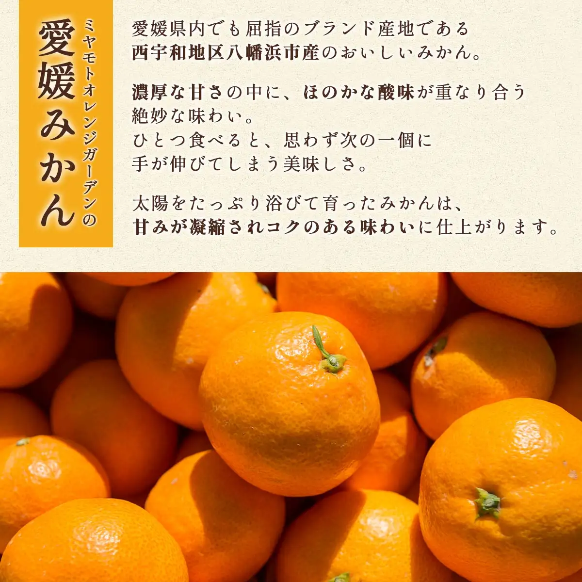 何個でも食べられる!西宇和地区八幡浜産 愛媛みかん3kg【C25-175】【1604463】 YWTAP116