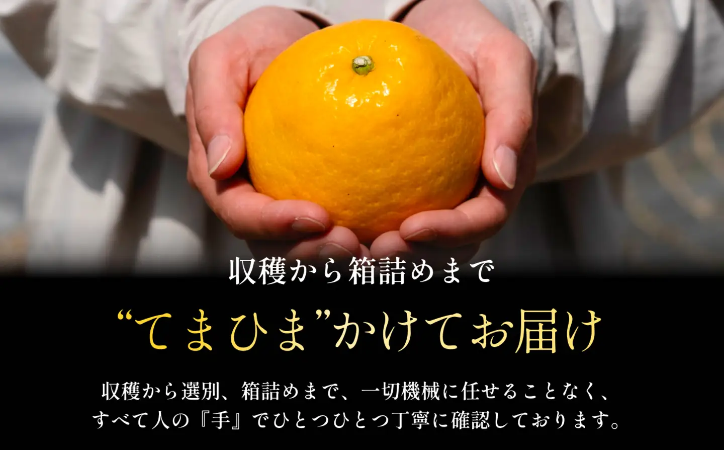 【先行受付】【太陽の恵みをギュッと凝縮】河内晩柑 3kg 愛媛県産【C70-70】【1615822】 YWTK069