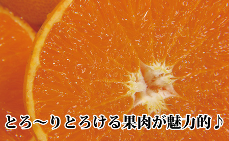 2026年2月～順次発送　柑橘の大トロ!「せとか」約2.5キロ【訳あり品・家庭向け】【C39-65】【配送不可地域：離島】【1619102】 YWTF040