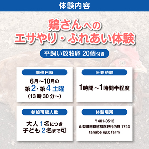 養鶏場で楽しむ鶏さんふれあい体験（平飼い放牧卵20個付き）