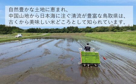 令和7年産 きぬむすめ10kg 無洗米 無洗 
