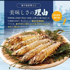 種子島 産 車えび M L 3L サイズミックス 冷凍 車海老 (250g×3袋) 計750g　NFN671 【450pt】 // 黒潮 活きえび 急速冷凍 真空パック冷凍 加熱用 甘み 旨み 新鮮 ぷりっぷり 250ｇ 小分け 塩焼き 海老フライ 天ぷら エビチリ