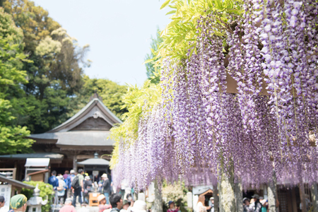手羽先餃子 博多とんこつ味 10本 博多しょうゆ味 10本 計 20本 [大雅 福岡県 筑紫野市 21761456]