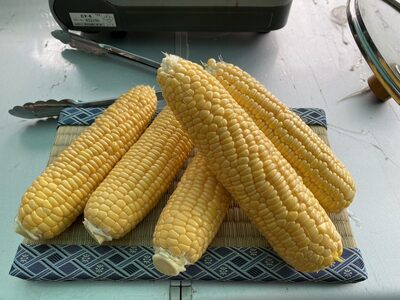 【2026年夏の予約受付開始！】TAKA農園『恵味（めぐみ）スター』2Lサイズ（1本450ｇ相当）×5本セット｜信濃町名産とうもろこし／スイートコーンの人気品種を事前予約限定で受付中！ 令和8年7月15～25日の限定出荷予定【長野県信濃町ふるさと納税】