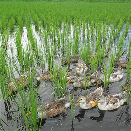 特別栽培米「ミルキークイーン」 白米 精米10kg(5kg×2袋)【1725869】