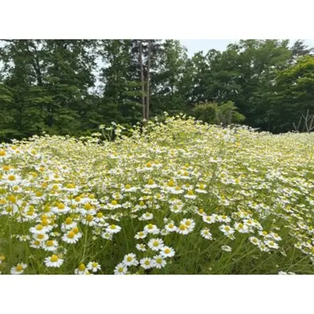 華密恋(KAMITSUREN)カモミールエキス100%薬用入浴剤 300ml(医薬部外品)【1723703】