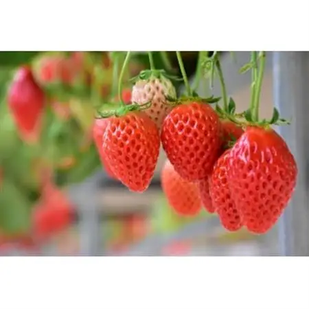 【2026年発送予定】長野県産 いちご ほしうらら 6パック【約1.2kg】【配送不可地域：離島】【1705154】