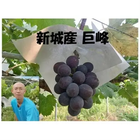 ぶどう【8月中旬以降発送】1.2kg以上【配送不可地域：離島】【1704826】