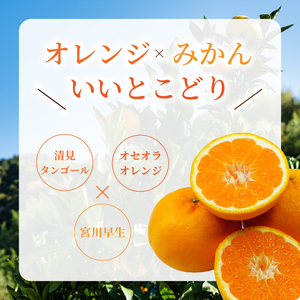 はれひめ 約3kg 【2026年12月下旬頃から順次発送】 | 晴姫 ハレヒメ 柑橘 はれひめ 蜜柑 ミカン mikan フルーツ 果物 みかん くだもの デザート 産地直送 数量限定 国産 送料無料 愛媛県 松山市【KNN008】