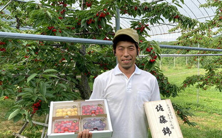 8-020-007　山口さんちのさくらんぼ 佐藤錦（L）1.2kg 