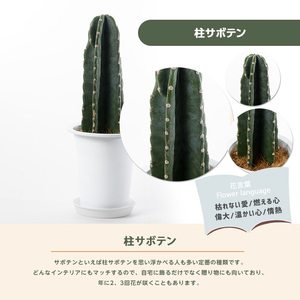 2026年3月上旬～発送【観葉植物】柱サボテン40cm～60cm Green Farm M IB075-007 観葉植物 ※北海道・沖縄・離島配送不可