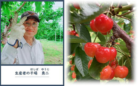 8-009-004　さくらんぼ 佐藤錦（L）500g【グリーンドロップ農園】