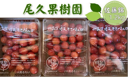 8-022-007　尾久果樹園のさくらんぼ 佐藤錦（2L）1.2kg