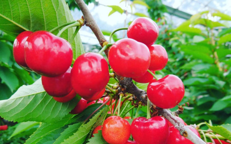 8-011-016　完熟さくらんぼ 紅秀峰（2L）500g　マルゼン佐藤果樹園