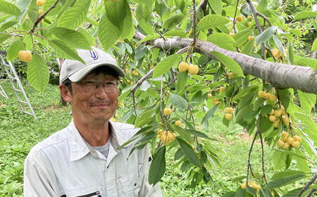 8-038-001　サトケンさんの黄色いさくらんぼ 月山錦（2L）約600g