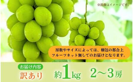 【2026年産】 訳ありシャインマスカット1kg ぶどう 葡萄 ブドウ マスカット 果物 くだもの フルーツ デザート 旬の果物 旬のフルーツ 長野