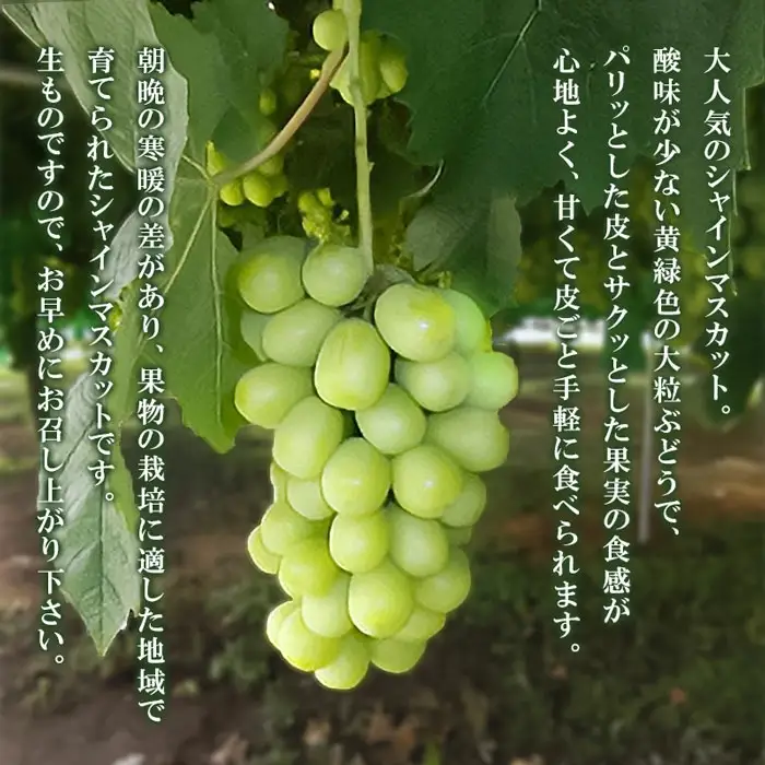 【令和8年産先行予約】 シャインマスカット 約2kg 山形県鶴岡産　産直あぐり　K-855