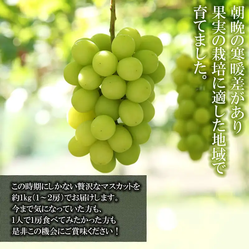 【令和8年産先行予約】 鶴岡市産ぶどう シャインマスカット 約1kg(1～2房) K-835    JA庄内たがわ　
