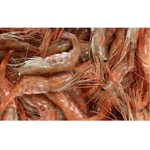 8-011-006　冷凍甘えび 500g（約40尾）