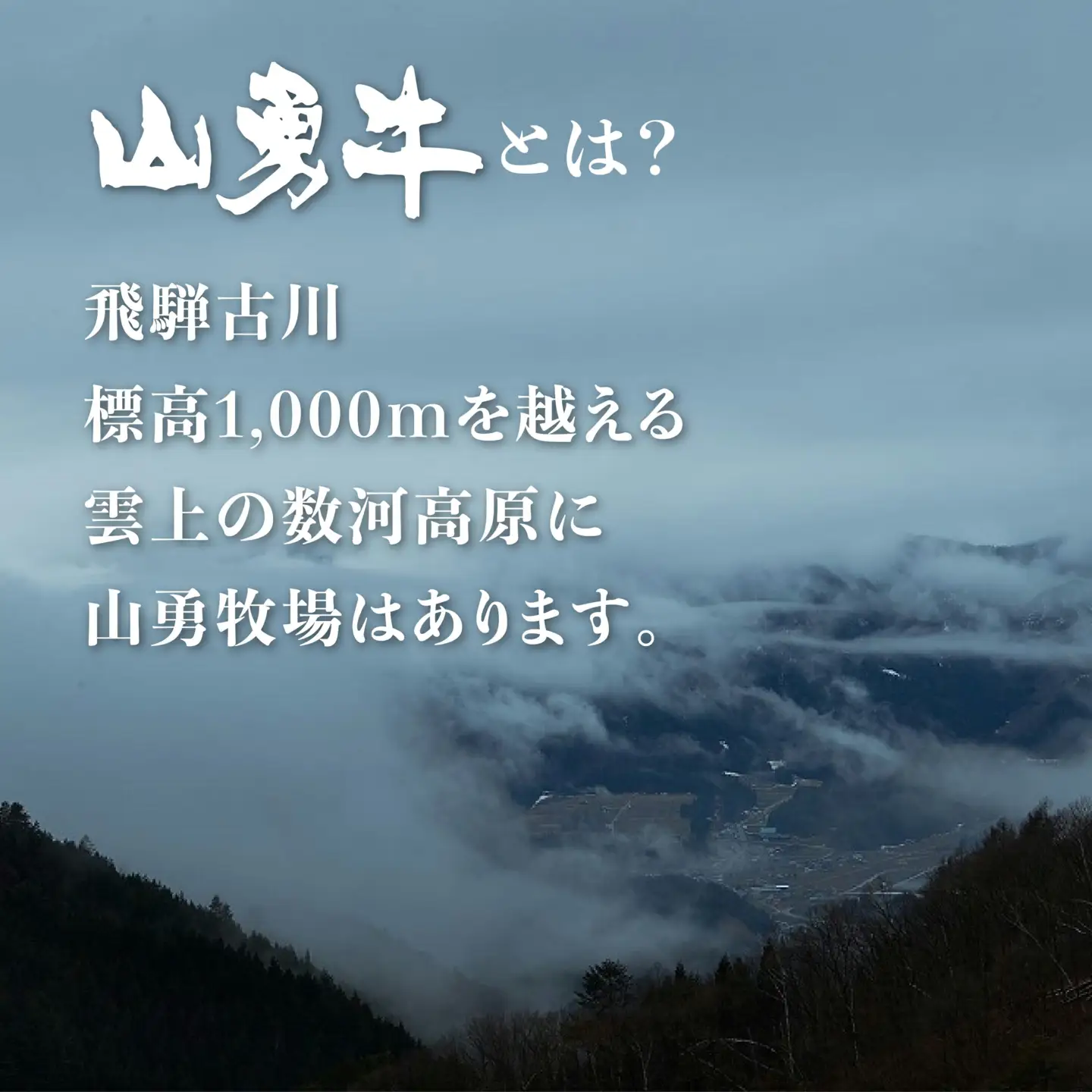 熟成めす 飛騨牛 山勇牛 熟成 肩ロース すき焼き しゃぶしゃぶ 用 300g 飛騨牛 肩ロース すき焼き