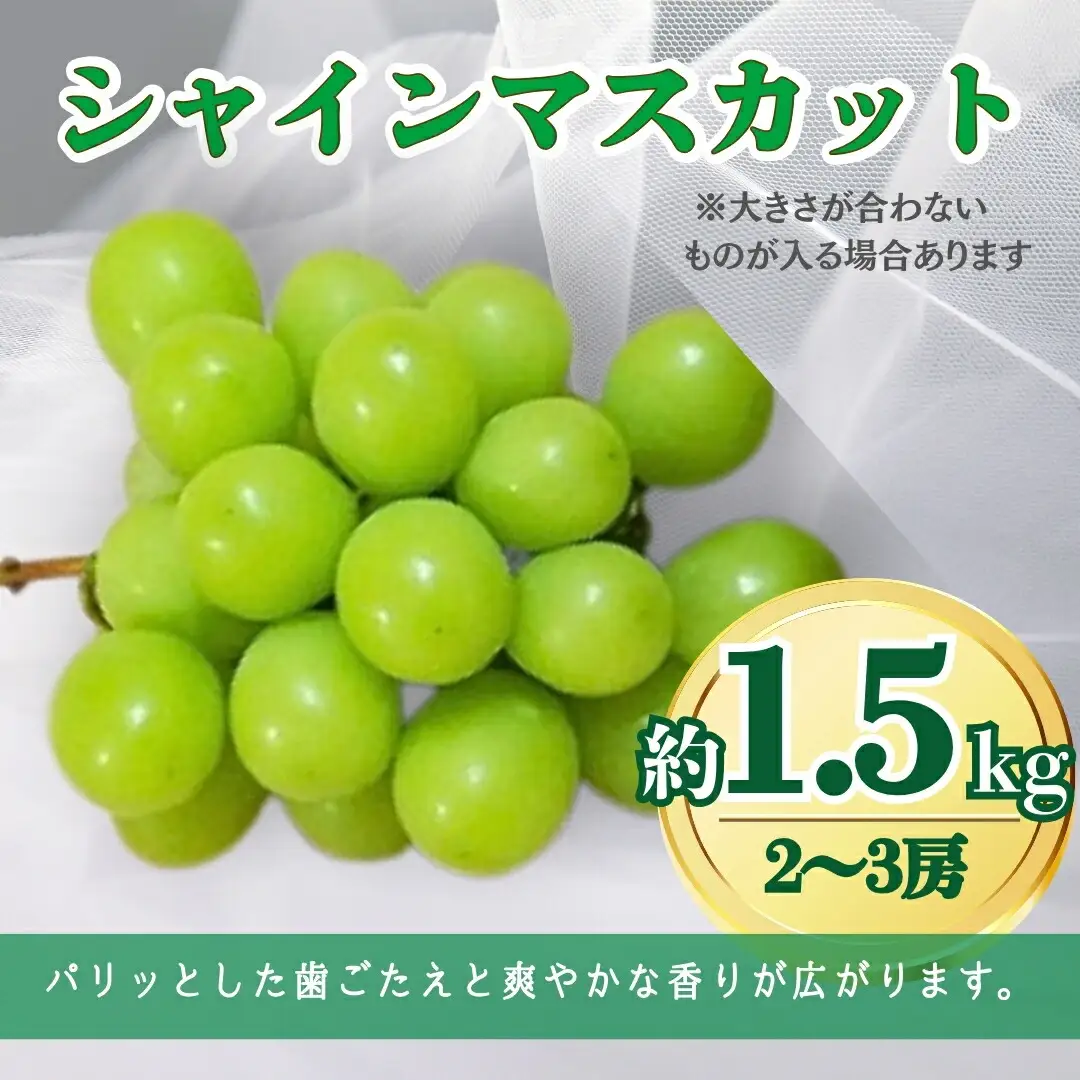 2回定期便：シャインマスカットとサンふじ 信州フルーツ定期便（ぶどう・りんご）| サンふじ