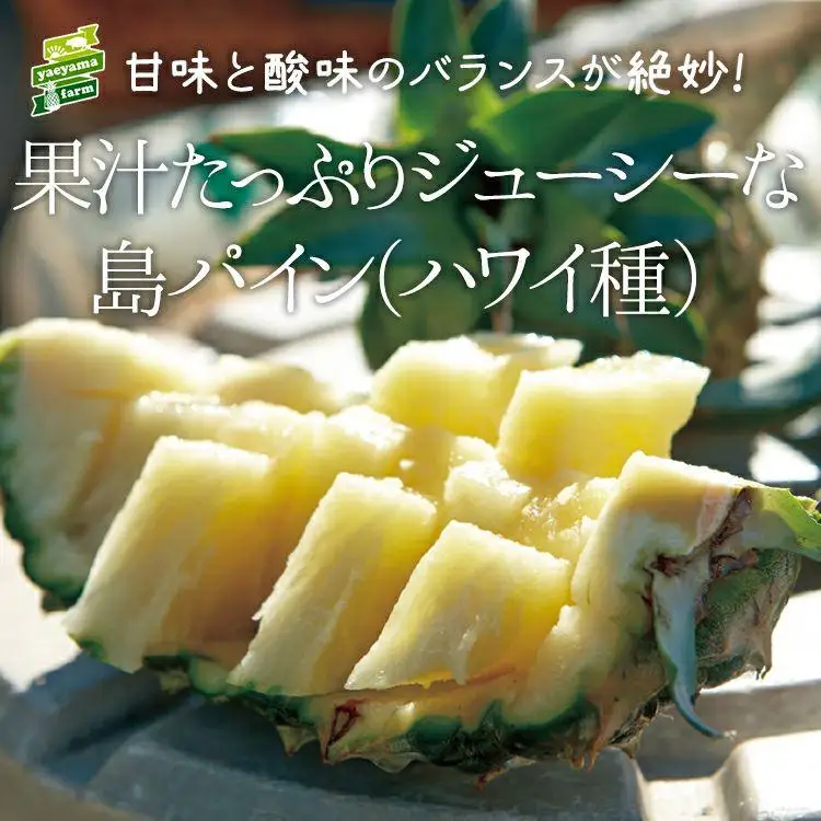 ＜先行予約＞ 石垣島産パイナップル 島パイン・ハワイ種 約2.8kg(2～4玉) 