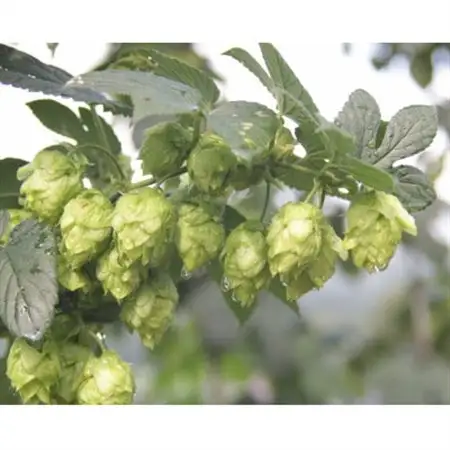 【与謝野町ホップ株主制度】育てて飲むクラフトビール体験　町内醸造限定ビール付き(現地参加型)　1株【1726065】