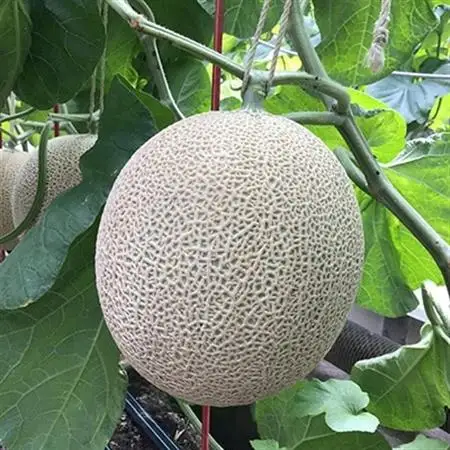 静岡県産　高級アローマメロン　白級約1.4kg× 2玉【配送不可地域：離島・北海道・沖縄県】【1133008】