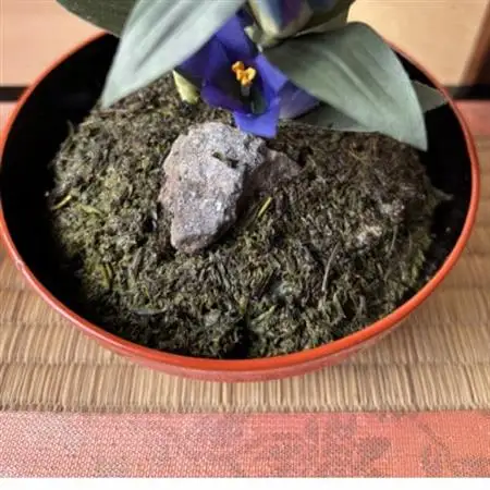 【春 桜】四季を彩る創作草もの盆栽(工芸品)～工房 椿【配送不可地域：離島・北海道・沖縄県】【1598557】