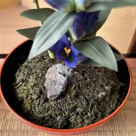 【秋りんどう】四季を彩る創作草もの盆栽(工芸品)～工房椿【配送不可地域：離島・北海道・沖縄県】【1599108】