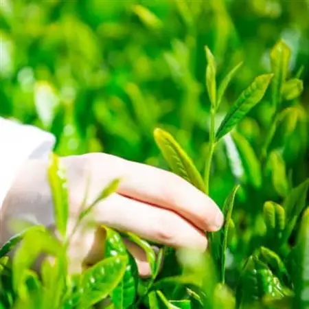 掛川市奨励品種さえみどり50g×2本 日本茶AWARD受賞茶園のお茶 静岡県掛川市 茶農家直送【配送不可地域：離島・沖縄県】【1601537】