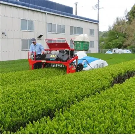 【数量限定】渋いお茶が苦手な方から大好評!産地直送 希少品種「はるみどり」100g×3袋【配送不可地域：離島・沖縄県】【1616208】