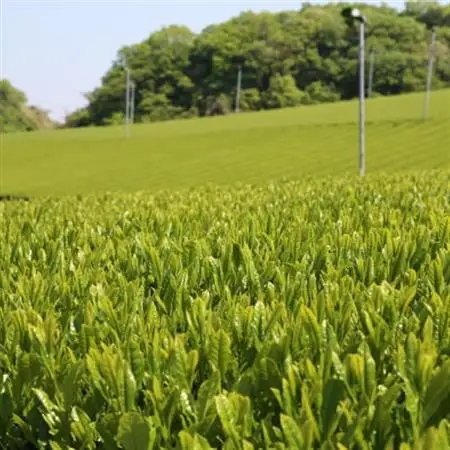 お湯でも水でもOK!水出し煎茶セット(5g×12パック)×5袋【配送不可地域：離島・沖縄県】【1670593】