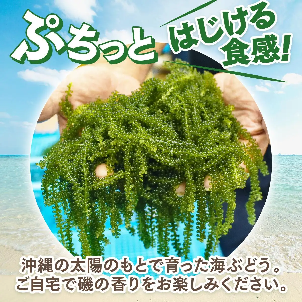 海ぶどう　100g× 2 パック（ご自宅用）