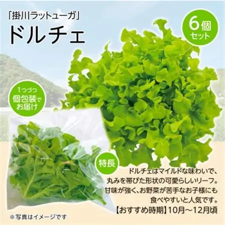 【こだわりの1種×6株】山里の湧き水で育った「掛川ラットューガ・ドルチェ」【配送不可地域：離島・北海道・沖縄県・四国・九州】【1695650】