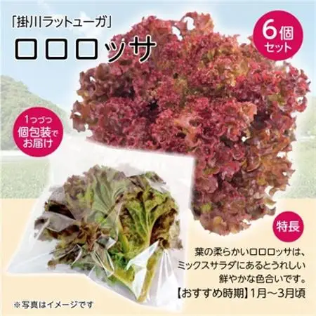 【1種×6株】山里の湧き水育ちリーフレタス「掛川ラットゥーガ・ロロロッサ」【配送不可地域：離島・北海道・沖縄県・四国・九州】【1696202】