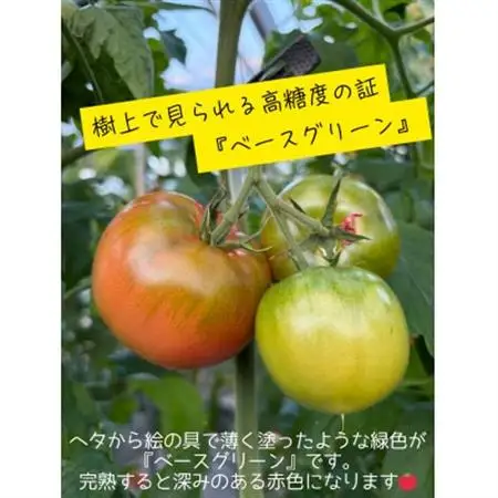 Show Farmの『大玉トマト』(品種:桃太郎トマト)計 約3.5～4kg【配送不可地域：離島・沖縄県】【1721445】