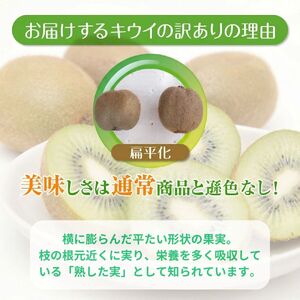 訳アリ（扁平化）キウイ　ヘイワード　５kg
