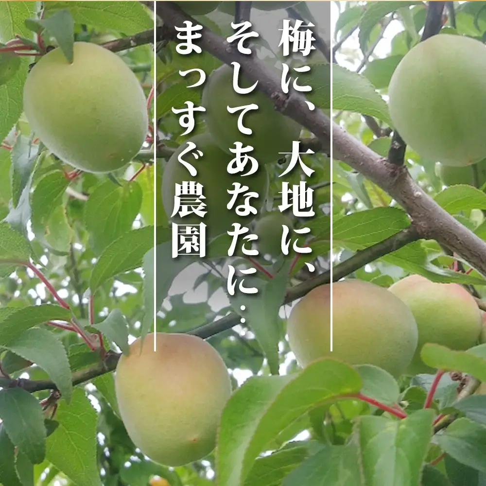 梅と塩だけのまっすぐな梅干し 1kg 塩分約20％｜昔ながらの製法 自家農園 和歌山みなべ町 梅干 白干し 梅 うめ 南高梅 紀州梅干 ギフト【masugu001A】