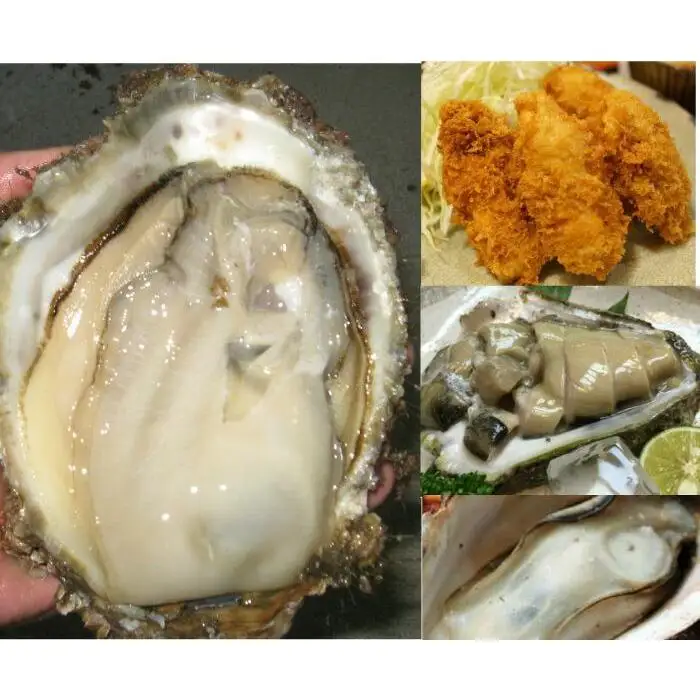 624.【2026年6月上旬以降発送 先行予約】鳥取県産　天然岩ガキ『夏輝』ブランドタグ付き　3個（400g以上×3個） 牡蠣 カキ※着日指定不可※2026年6月上旬～8月下旬頃に順次発送予定