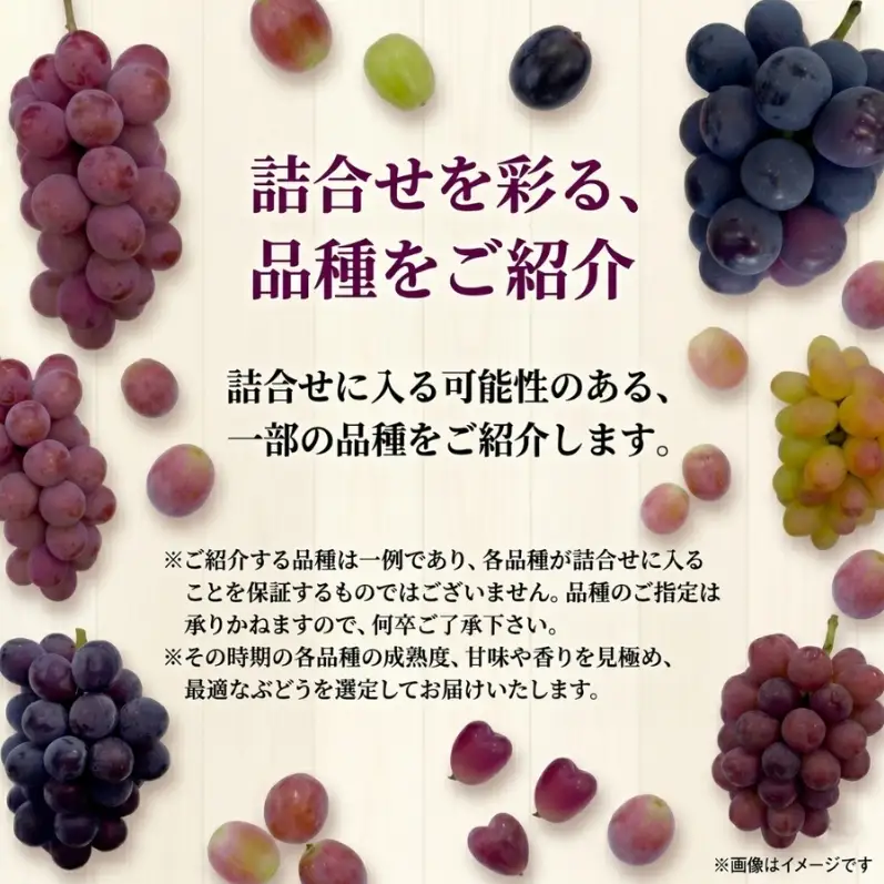 36品種からプロが厳選した「旬の宝石箱」大粒ぶどう詰合せ（シャインマスカット含まず）約1.5kg（2026年先行予約 8月上旬～8月中旬発送分）
