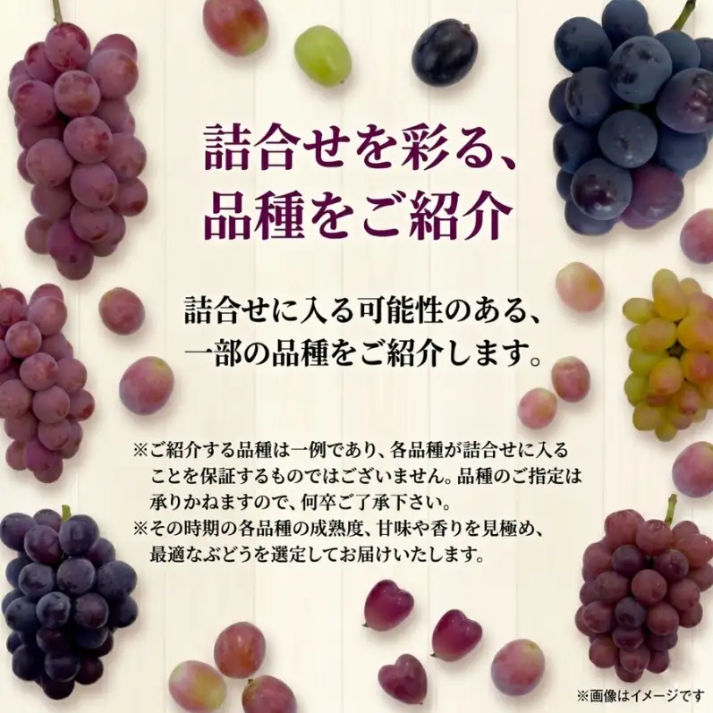 【37品種から厳選】大阪・柏原から届く「旬の宝石箱」大粒ぶどう詰め合わせ（シャインマスカット含まず）約2kg（2026年先行予約 8月下旬～9月上旬発送分）