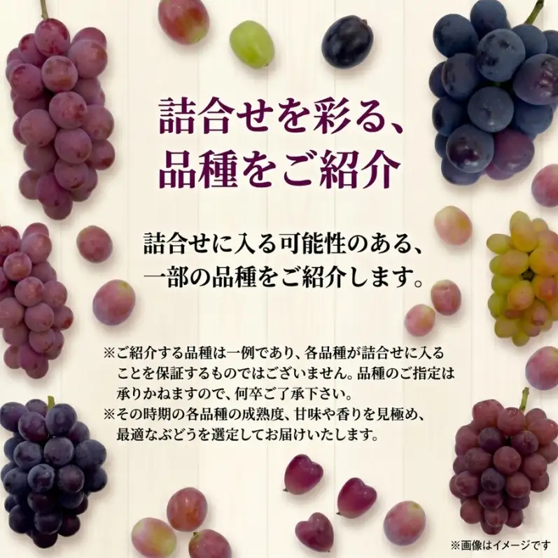 37品種からプロが厳選した「旬の宝石箱」大粒ぶどう詰合せ（シャインマスカット1房含む）約1.5kg（2026年先行予約 8月上旬～8月中旬発送分）